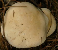 Leucopaxillus cerealis