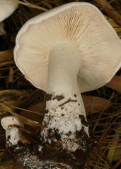 Leucopaxillus cerealis