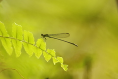 Pseudagrion melanicterum