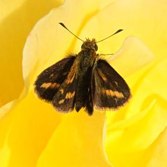 Taractrocera papyria