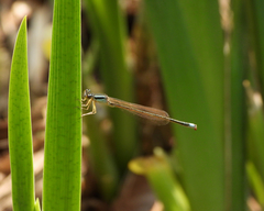 Ischnura asiatica