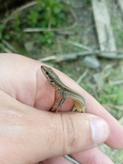 Podarcis guadarramae