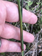 Juncus diffusissimus