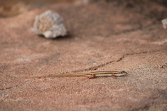 Ophisops leschenaultii