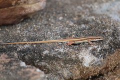 Ophisops leschenaultii