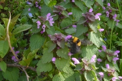 Bombus argillaceus