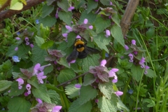Bombus argillaceus