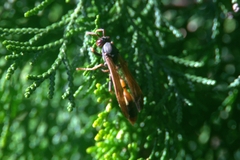 Belonogaster petiolata