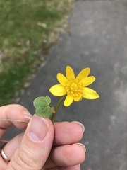 Ficaria verna