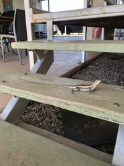 Amphibolurus centralis