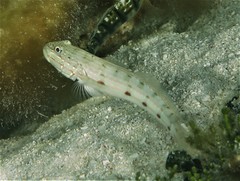 Valenciennea longipinnis