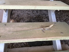 Amphibolurus centralis