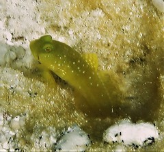 Cryptocentrus cinctus