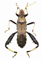Heegeria tangirica