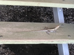 Amphibolurus centralis