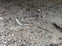 Amphibolurus centralis