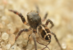 Pellenes tripunctatus