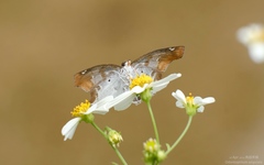 Odontoptilum angulata