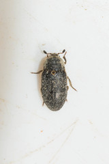 Dermestes frischii