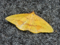Heterolocha falconaria