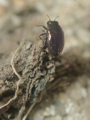 Trachys scrobiculatus