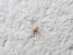 Oecobius cellariorum