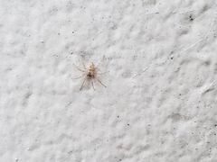 Oecobius cellariorum