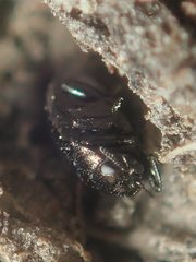 Trachys scrobiculatus