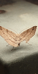 Rhinodia rostraria