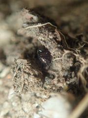 Trachys scrobiculatus