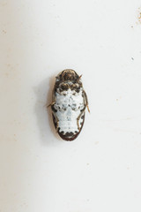 Dermestes frischii