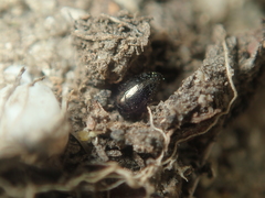 Trachys scrobiculatus
