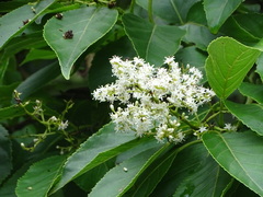 Ehretia philippinensis