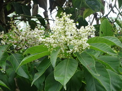 Ehretia philippinensis