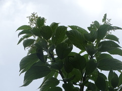 Ehretia philippinensis
