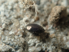 Trachys scrobiculatus