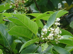Ehretia philippinensis