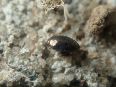 Trachys scrobiculatus