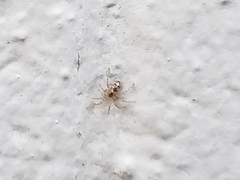 Oecobius cellariorum