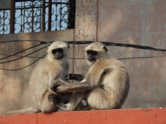 Semnopithecus entellus