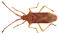 Plinachtus imitator