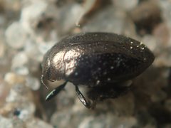 Trachys scrobiculatus