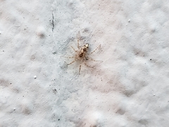 Oecobius cellariorum