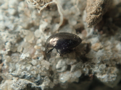 Trachys scrobiculatus