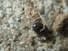 Trachys scrobiculatus