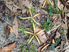 Pterospermum javanicum