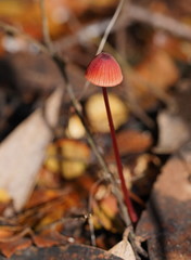 Mycena toyerlaricola