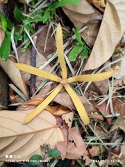 Pterospermum javanicum