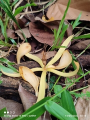 Pterospermum javanicum