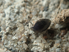 Trachys scrobiculatus